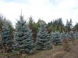 Picea pungens 'Fat Albert' — photo 2