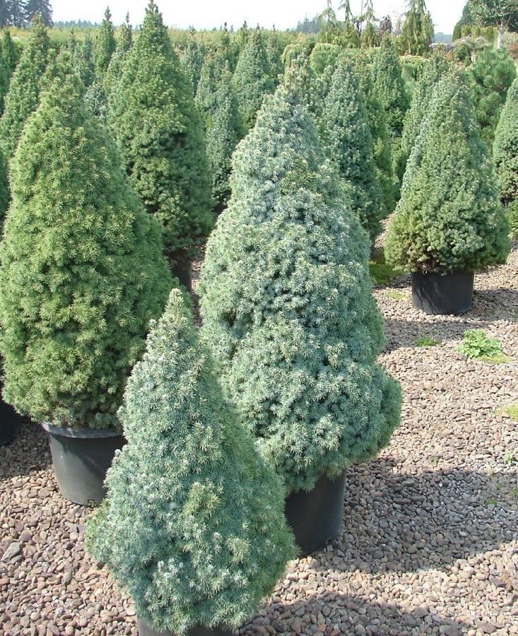 Picea glauca 'Conica Baby'
