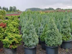 Picea glauca 'Conica Baby' — photo 2