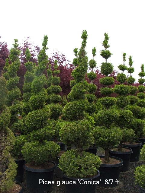 Picea glauca 'Conica'