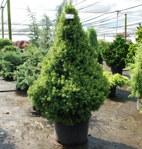 Picea glauca Conica Aurea