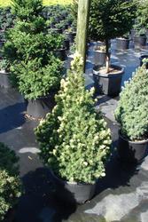Picea glauca Conica Aurea — photo 2