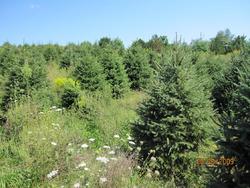 Picea glauca 'Densata' — photo 1