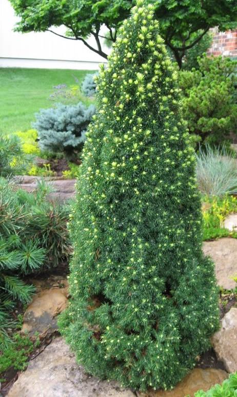 Picea glauca 'Pixie'
