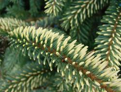 Picea mariana Aureo-variegata — photo 1