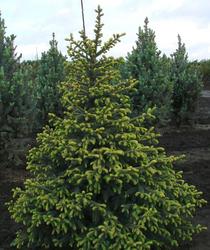 Picea mariana Aureo-variegata — photo 2
