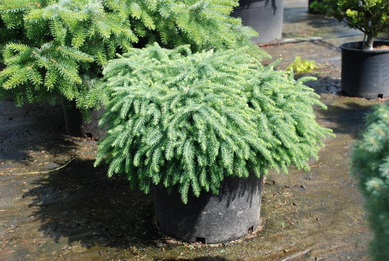 Picea mariana 'Nana'