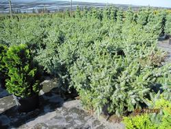 Picea omorika Expansa — photo 1