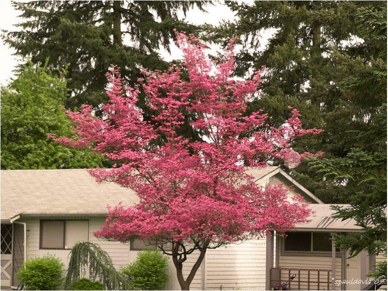 Acer palmatum 'Chishio Improved' — photo 1