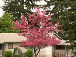 Acer palmatum 'Chishio Improved' — photo 1