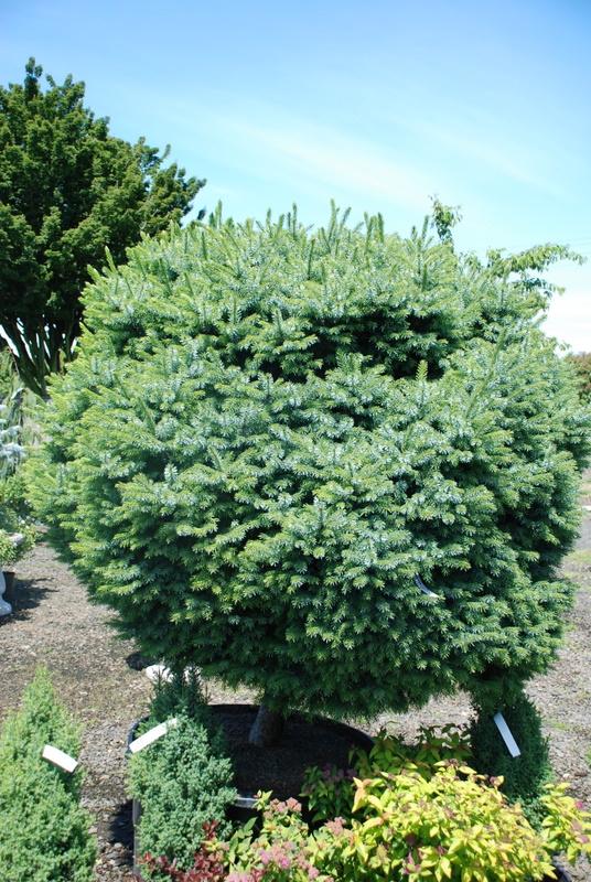Picea omorika 'Nana'