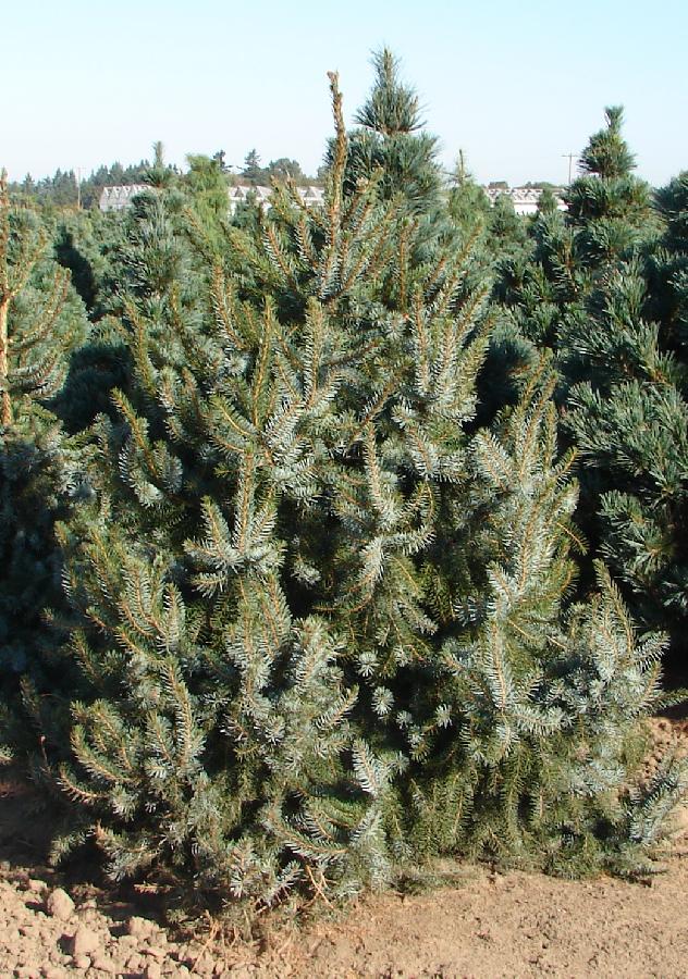 Picea omorika 'Pendula'