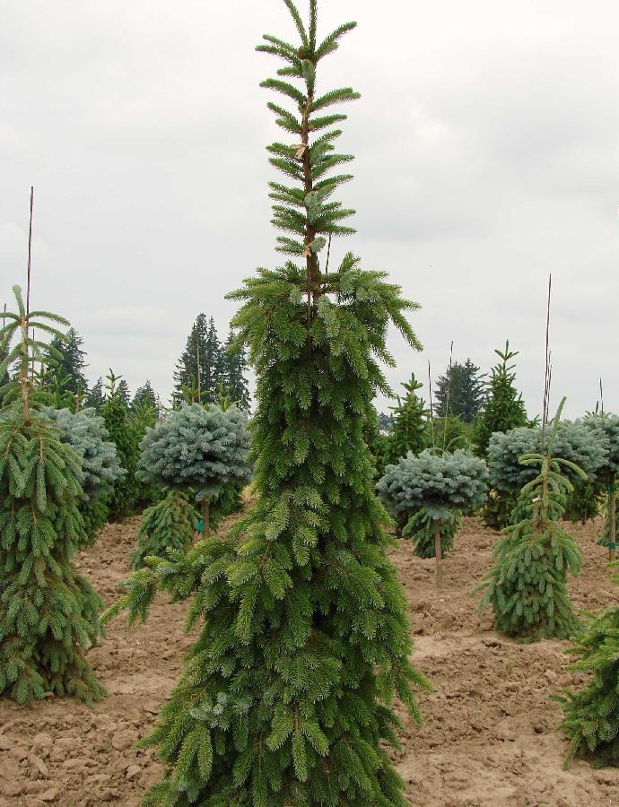 Picea omorika 'Pendula Bruns'