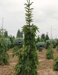 Picea omorika 'Pendula Bruns' — photo 1