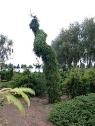 Picea omorika 'Pendula Bruns' — photo 2