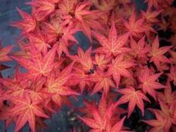 Acer palmatum 'Chishio Improved' — photo 2