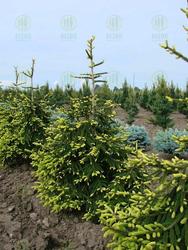 Picea orientalis 'Aureospicata' — photo 1