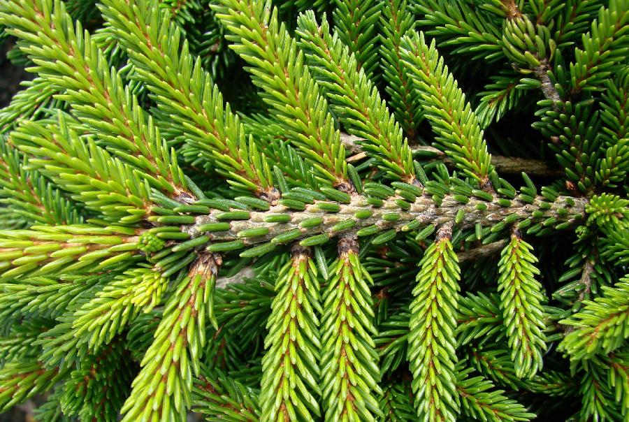Picea orientalis Bergmans Gem