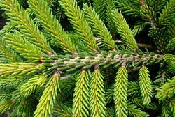 Picea orientalis Bergmans Gem — photo 1