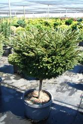 Picea orientalis Bergmans Gem — photo 2