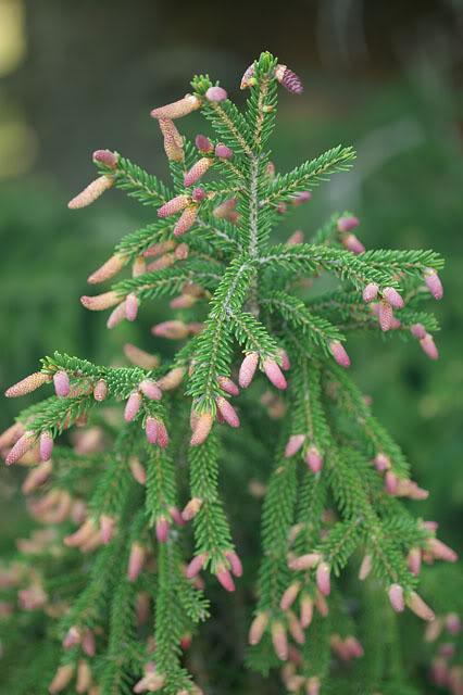 Picea orientalis 'Gowdy'