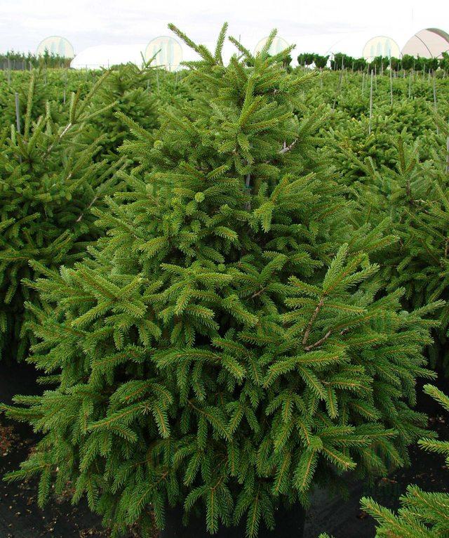 Picea orientalis Nigra Compacta