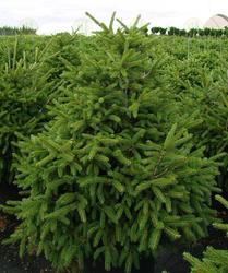 Picea orientalis Nigra Compacta — photo 1