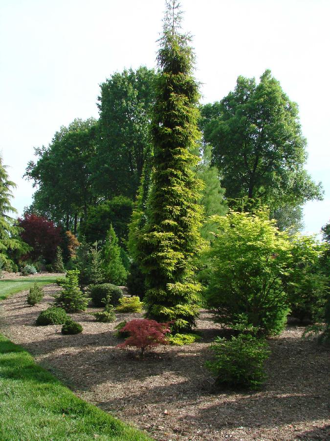 Picea orientalis Skylands