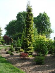 Picea orientalis Skylands — photo 1