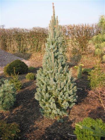 Picea pungens 'Glauca Fastigiata'