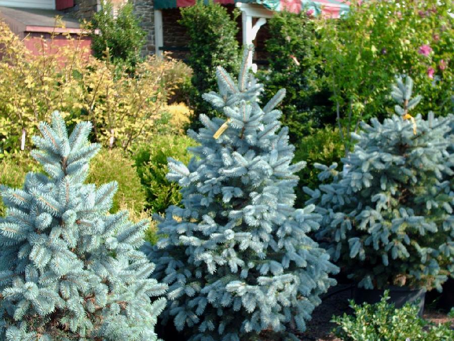 Picea pungens 'Baby Blue Eyes'