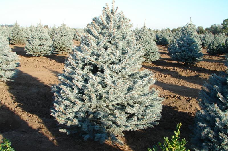 Picea pungens 'Bizon Blue'