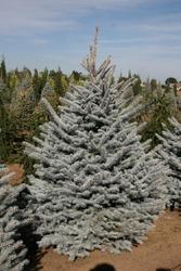 Picea pungens 'Bizon Blue' — photo 2