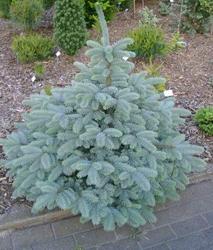 Picea pungens Blue Select — photo 1