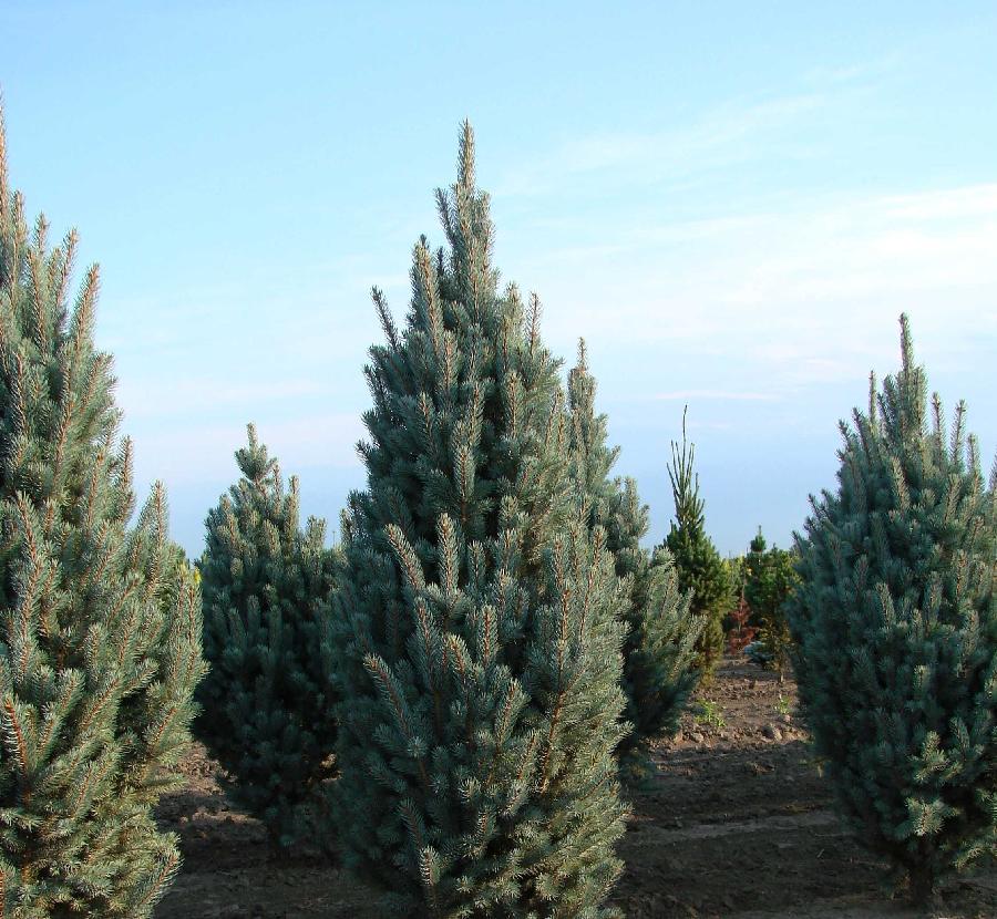 Picea pungens 'Blue Totem'