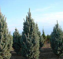 Picea pungens 'Blue Totem' — photo 1
