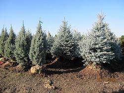 Picea pungens 'Bob's Blue' — photo 2