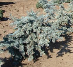 Picea pungens Dietz Prostrate — photo 1