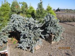 Picea pungens Dietz Prostrate — photo 2