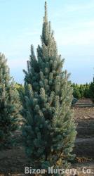Picea pungens fastigiata 'Glauca' — photo 1