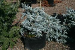Picea pungens 'Procumbens' — photo 1