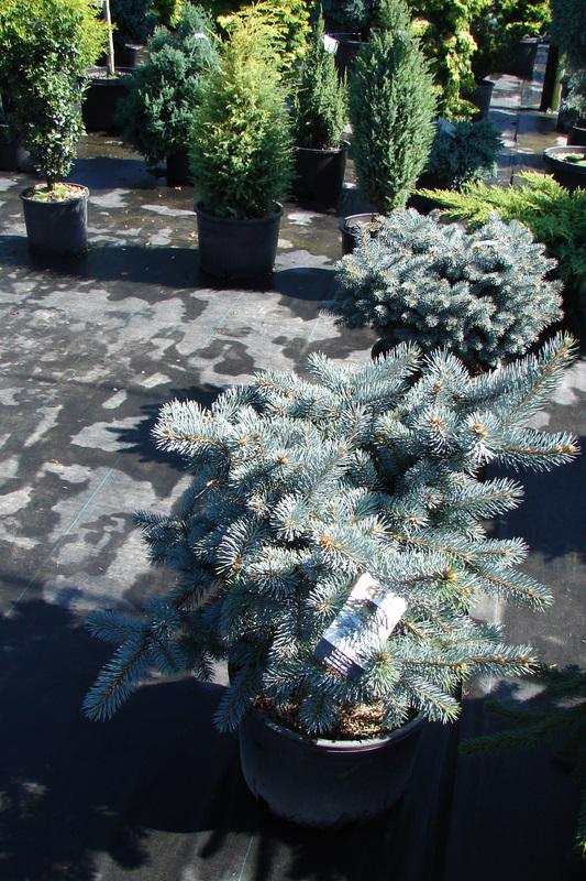 Picea pungens 'Glauca Prostrata'