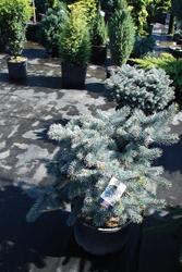 Picea pungens 'Glauca Prostrata' — photo 1