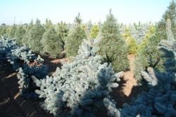 Picea pungens 'Glauca Prostrata' — photo 2