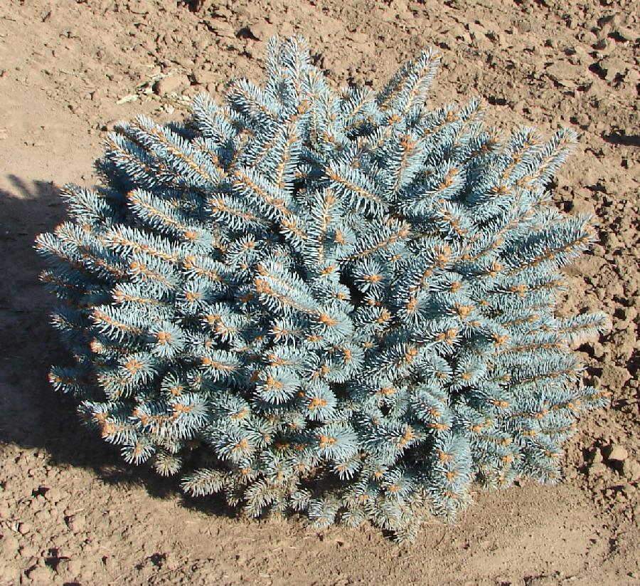 Picea pungens 'Globosa'
