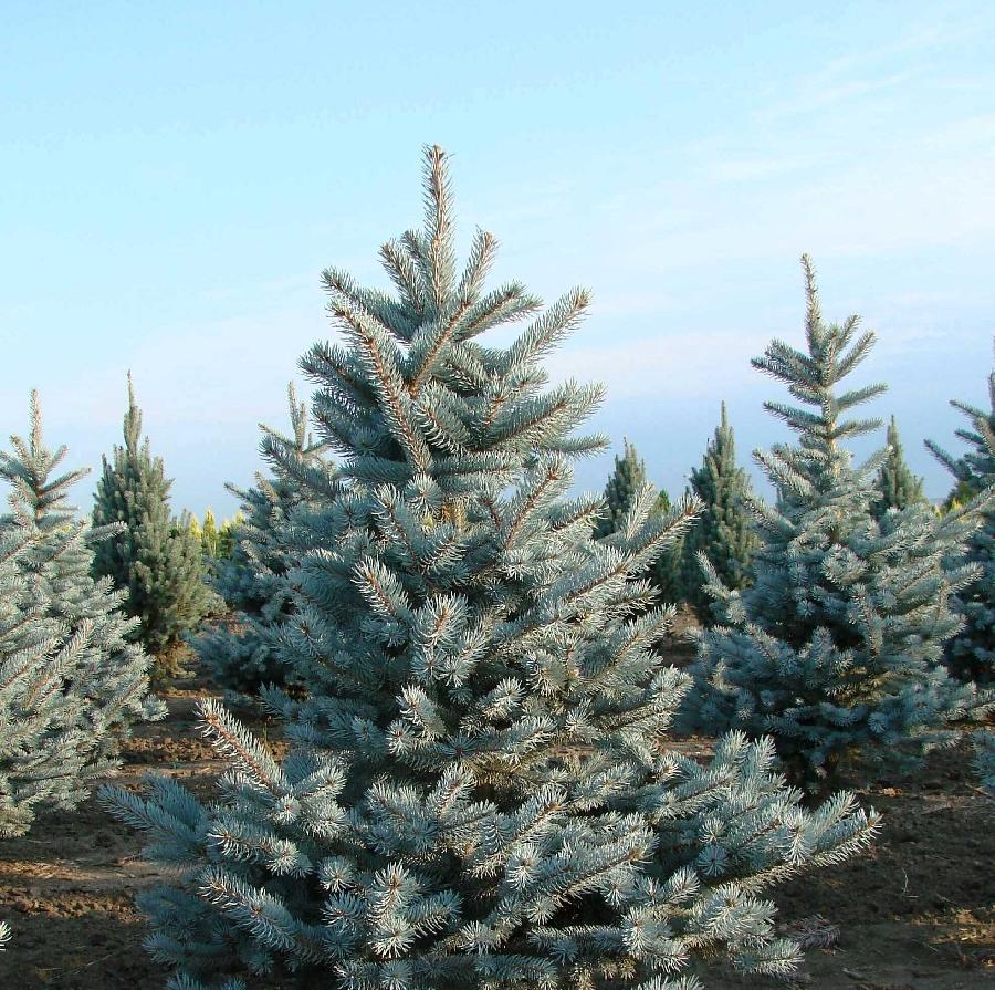Picea pungens 'Hoopsii'