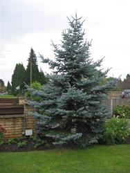 Picea pungens 'Hoopsii' — photo 2