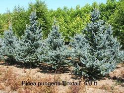 Picea pungens 'Foxtail' — photo 1