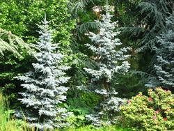 Picea pungens Kosteri — photo 1