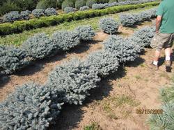 Picea pungens 'Montgomery' — photo 1